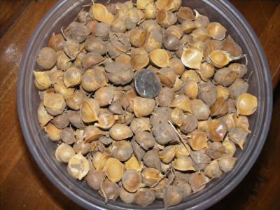 ELEPHANT GARLIC - seed bulbs