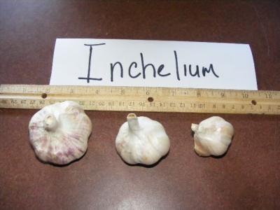 INCHELIUM GARLIC - seed bulbs