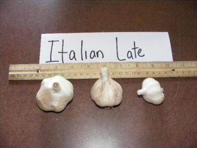 ITALIAN LATE GARLIC - seed bulbs
