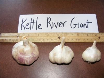 KETTLE RIVER GIANT - seed bulbs
