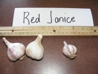RED JANICE GARLIC - culinary bulbs