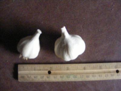 SILVER WHITE GARLIC - seed bulbs