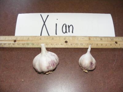 XIAN GARLIC - seed bulbs