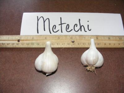Metechi Garlic