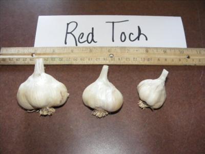 Red Toch Garlic