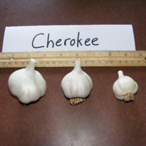 Cherokee hardneck porcelain garlic seed bulbs and culinary bulbs sizes
