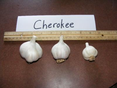 Cherokee hardneck porcelain garlic seed bulbs and culinary bulbs sizes