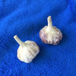 2 Early Portuguese Garlic bulbs cultivated from Bobbett's Garlic