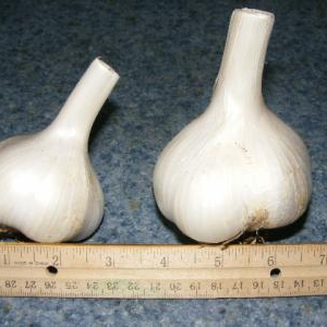 Elephant garlic seed bulbs size