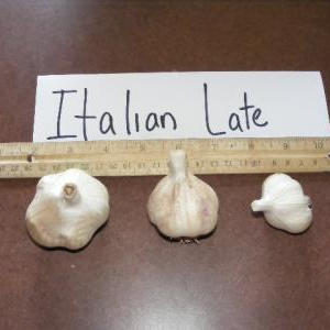 Italian Late Garlic Seed and Culinary bulbs