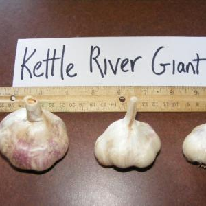 Kettle River Giant Garlic seed and culinary bulbs from Bobbett's Garlic