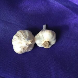 Lorz Italian Garlic Bulbs for seed or culinary use