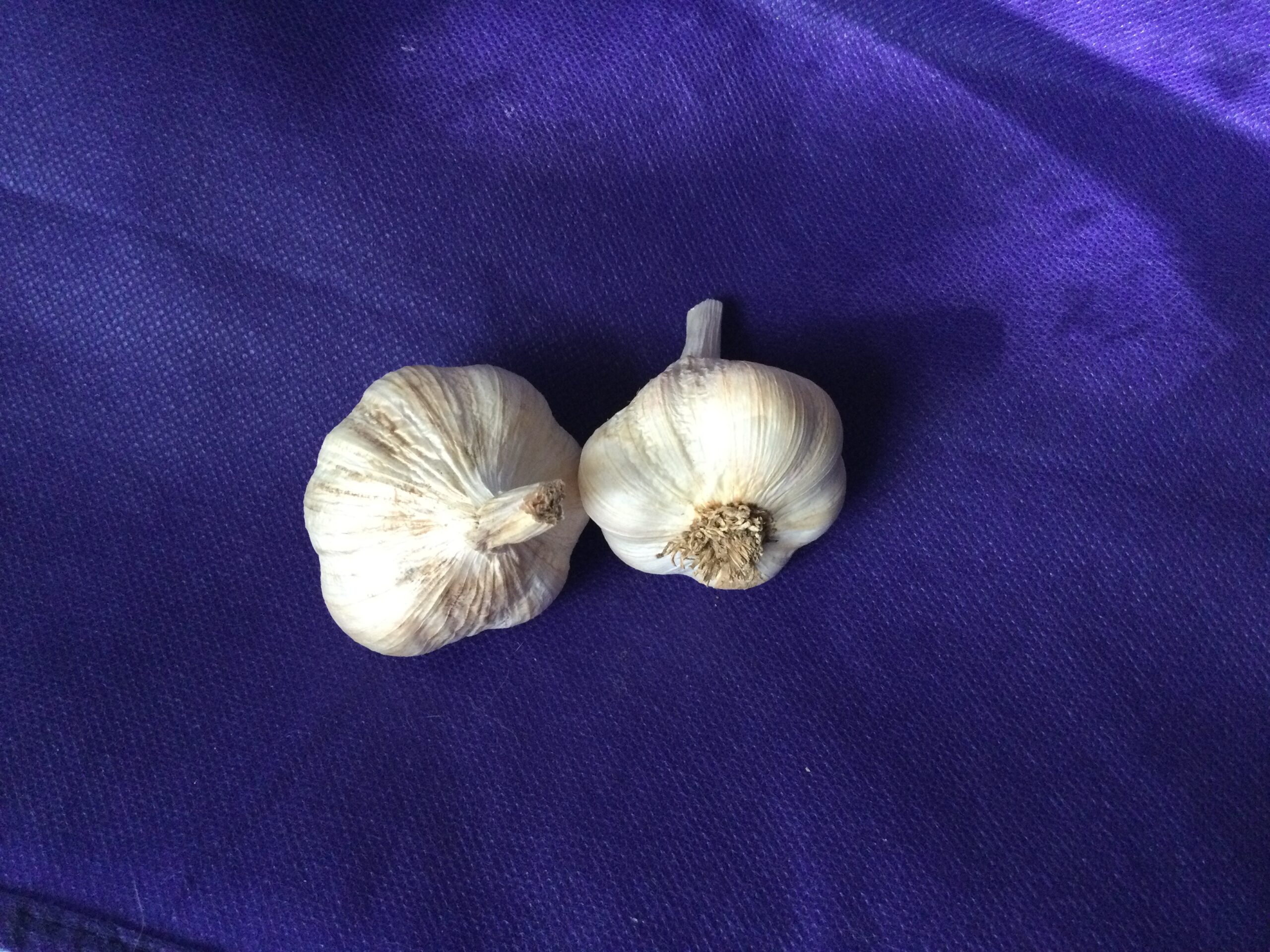 Lorz Italian Garlic Bulbs for seed or culinary use