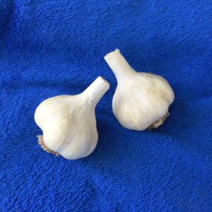 Nootka rose garlic culinary and seed bulbs