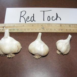 Red Toch Garlic Bulbs size from Seed to Culinary