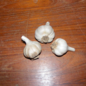 spanish roja 3 bulbs of garlic
