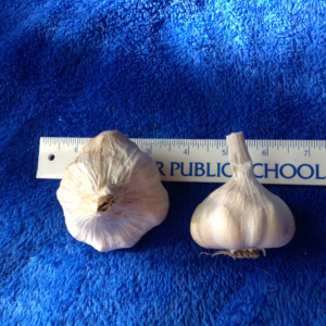 susanville garlic bulbs seeds