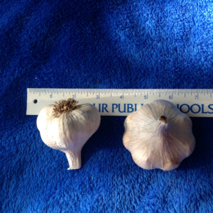 Unknown Spanish Garlic, 2 bulbs one for Culinary use and one bulb for planting in the garden.
