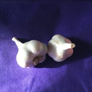 viola francese garlic artichoke bulbs grown with organic methods