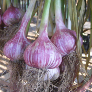 Basque Garlic seed purple striped garlic