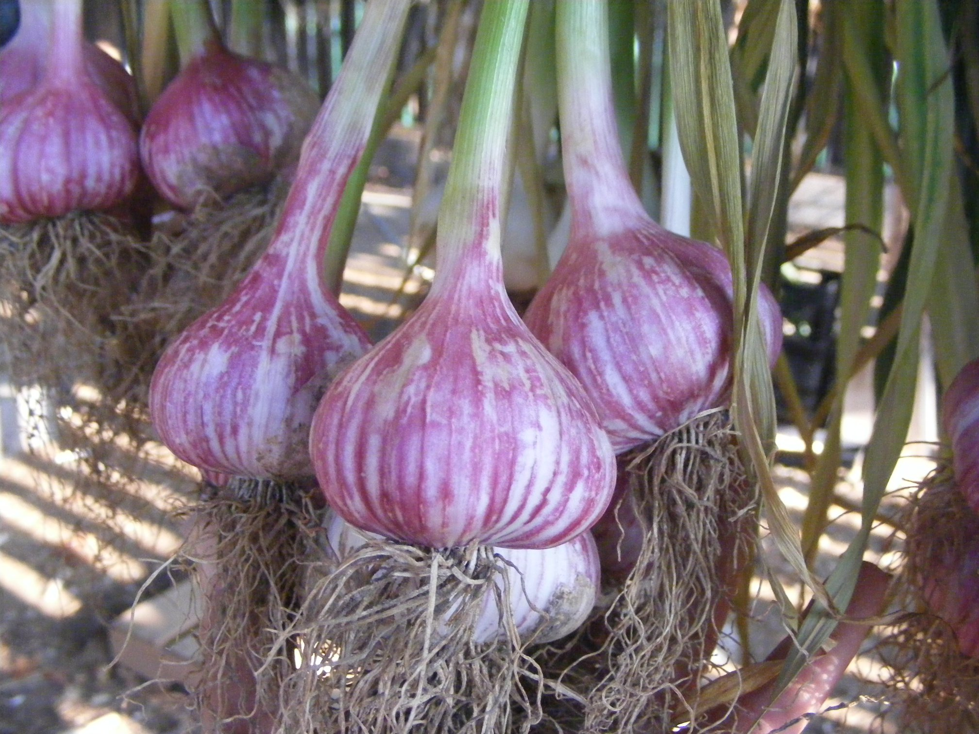 Bobbet’s Garlic Launches new Website and Shares 2026 Garlic Seed
