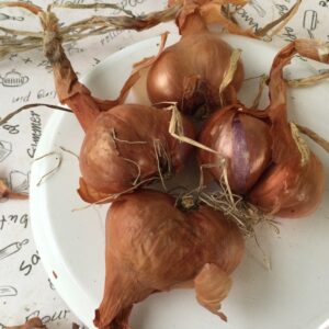 shallot seed bulbs