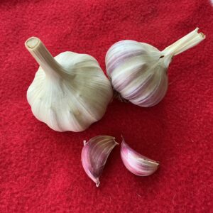 Donostia Red (Creole) Garlic
